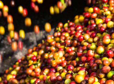 Мокра обработка на кафето